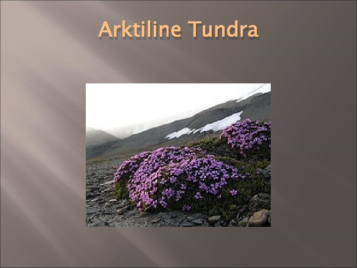 Arktiline Tundra 