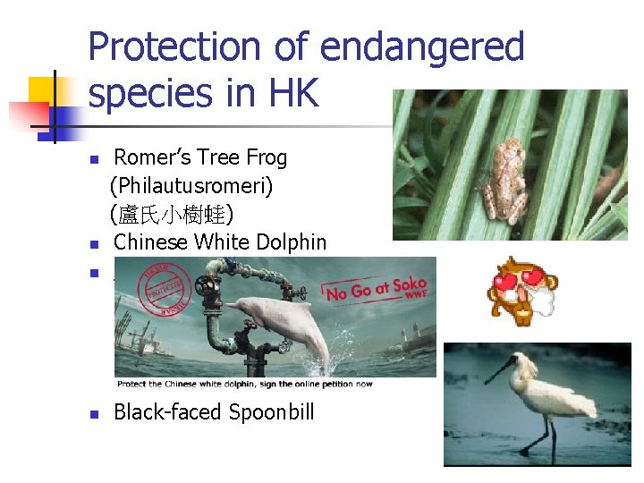 Protection of endangered species in HK n n Romer’s Tree Frog (Philautusromeri) (盧氏小樹蛙) Chinese