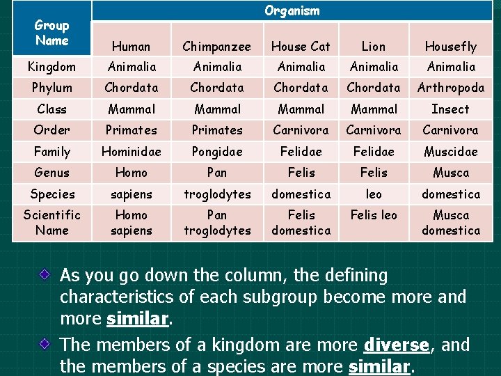 Organism Group Name Human Chimpanzee House Cat Lion Housefly Kingdom Animalia Animalia Phylum Chordata Organism Group Name Human Chimpanzee House Cat Lion Housefly Kingdom Animalia Animalia Phylum Chordata