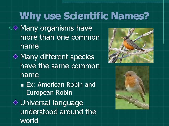 Why use Scientific Names? Many organisms have more than one common name Many different Why use Scientific Names? Many organisms have more than one common name Many different