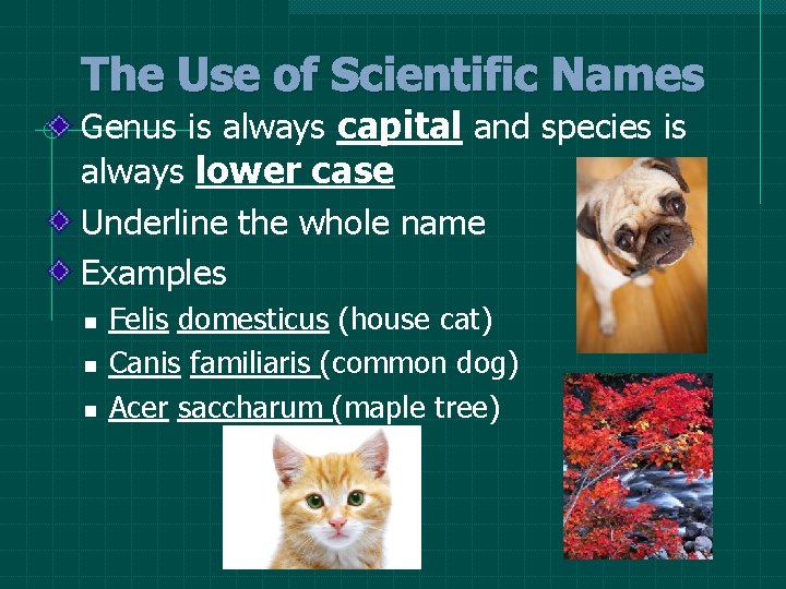 The Use of Scientific Names Genus is always capital and species is always lower The Use of Scientific Names Genus is always capital and species is always lower
