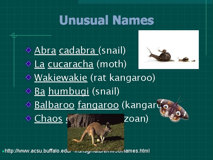 Unusual Names Abra cadabra (snail) La cucaracha (moth) Wakiewakie (rat kangaroo) Ba humbugi (snail) Unusual Names Abra cadabra (snail) La cucaracha (moth) Wakiewakie (rat kangaroo) Ba humbugi (snail)