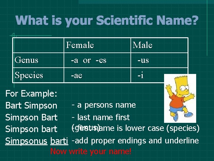 What is your Scientific Name? Female Male Genus -a or -es -us Species -ae What is your Scientific Name? Female Male Genus -a or -es -us Species -ae