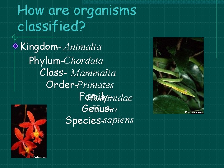 How are organisms classified? Kingdom- Animalia Phylum-Chordata Class- Mammalia Order-Primates Family. Hominidae Genus. Homo How are organisms classified? Kingdom- Animalia Phylum-Chordata Class- Mammalia Order-Primates Family. Hominidae Genus. Homo