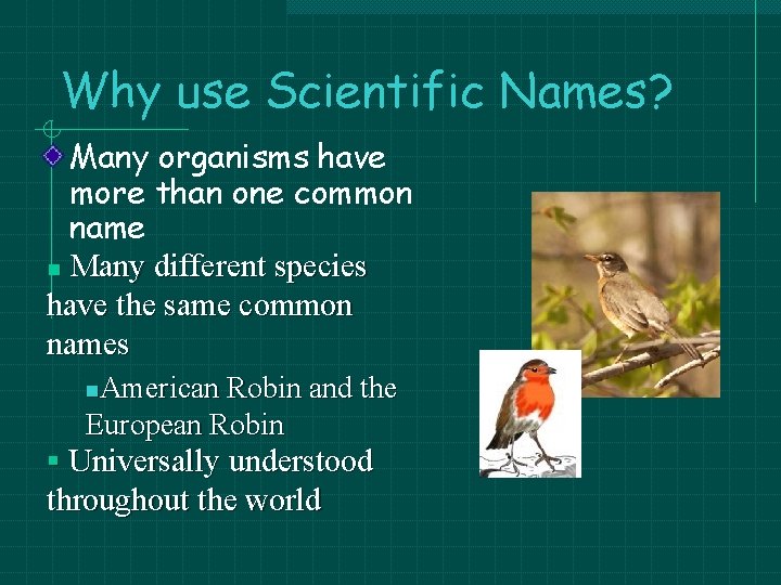 Why use Scientific Names? Many organisms have more than one common name n Many Why use Scientific Names? Many organisms have more than one common name n Many