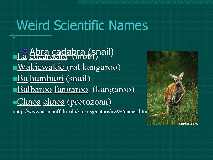 Weird Scientific Names Abra cadabra (snail) La cucaracha (moth) n. Wakiewakie (rat kangaroo) n. Weird Scientific Names Abra cadabra (snail) La cucaracha (moth) n. Wakiewakie (rat kangaroo) n.