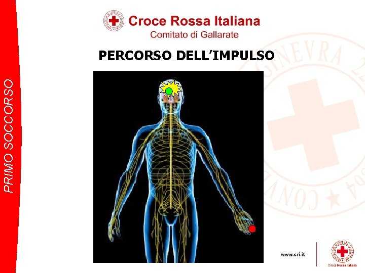 PRIMO SOCCORSO PERCORSO DELL’IMPULSO 