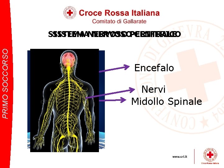 PRIMO SOCCORSO SISTEMANERVOSOPERIFERICO CENTRALE Encefalo Nervi Midollo Spinale 