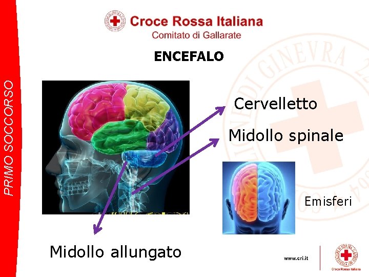 PRIMO SOCCORSO ENCEFALO Cervelletto Midollo spinale Emisferi Midollo allungato 