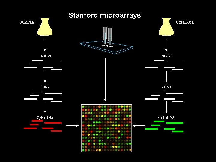 Stanford microarrays CONTROL SAMPLE m. RNA c. DNA Cy 5 -c. DNA Cy 3