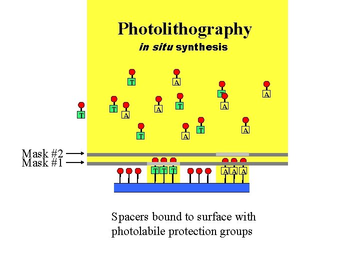 Photolithography in situ synthesis T T T A A A T Mask #2 Mask