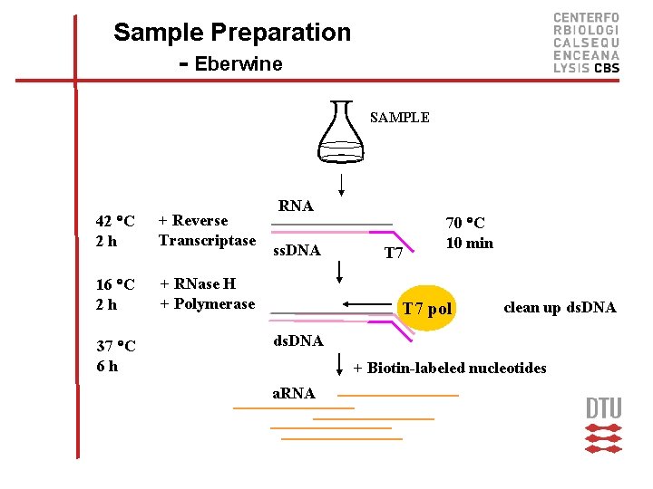 Sample Preparation - Eberwine SAMPLE 42 C 2 h + Reverse Transcriptase 16 C