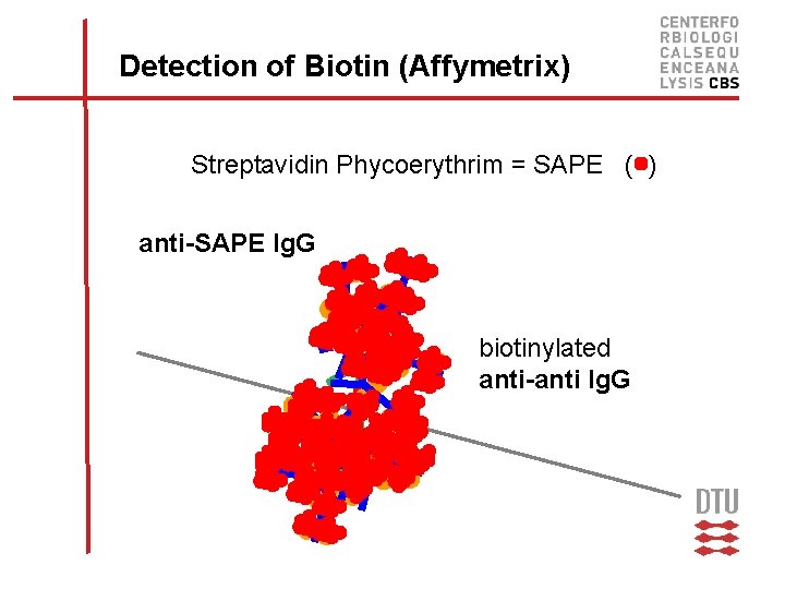 Detection of Biotin (Affymetrix) Streptavidin Phycoerythrim = SAPE ( ) anti-SAPE Ig. G biotinylated