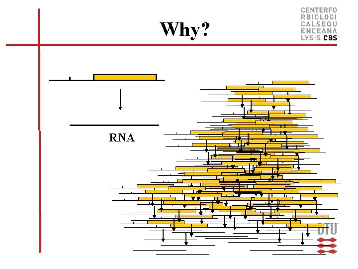 Why? RNA 