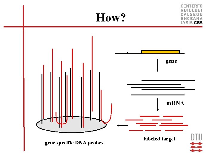 How? gene m. RNA gene specific DNA probes labeled target 