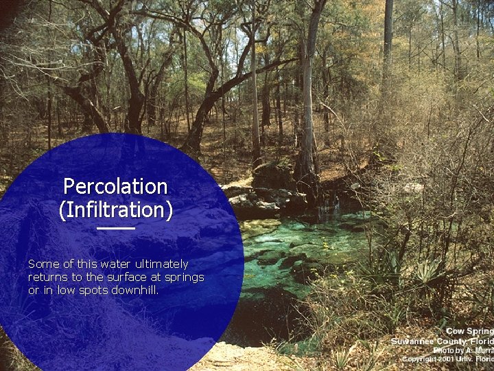 Percolation (Infiltration) Some of this water ultimately returns to the surface at springs or