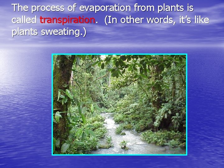 The process of evaporation from plants is called transpiration. (In other words, it’s like