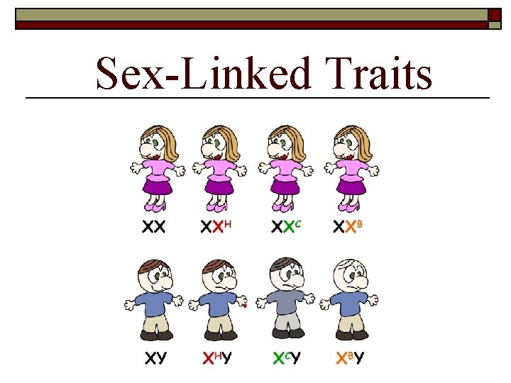 Sex-Linked Traits 