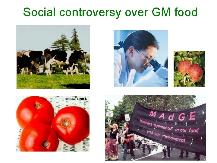 Social controversy over GM food 