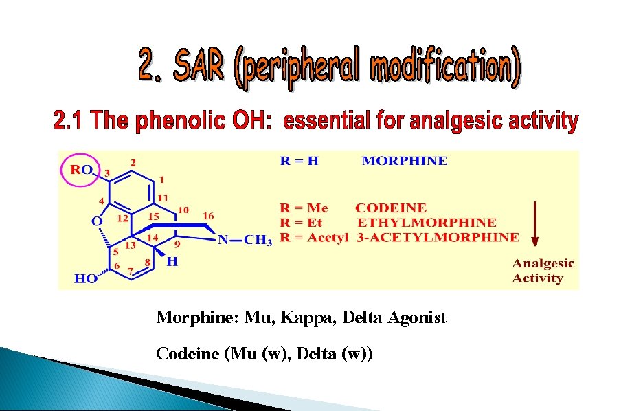 Morphine: Mu, Kappa, Delta Agonist Codeine (Mu (w), Delta (w)) 