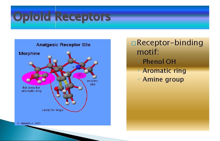 Opioid Receptors � Receptor-binding motif: ◦ Phenol OH ◦ Aromatic ring ◦ Amine group