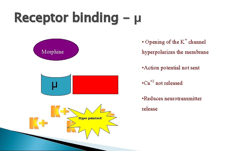 Receptor binding - μ • Opening of the K+ channel hyperpolarizes the membrane Morphine