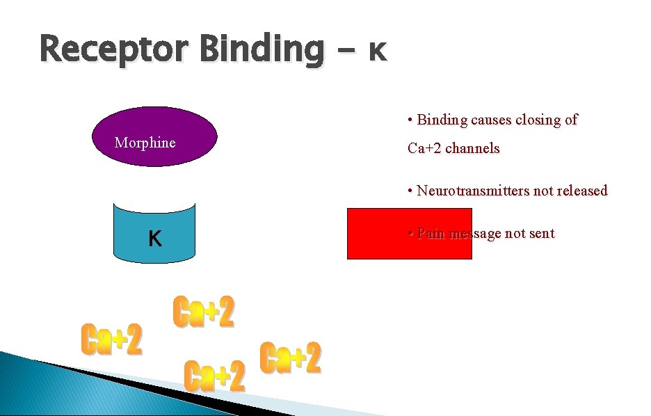 Receptor Binding - κ Morphine • Binding causes closing of Ca+2 channels • Neurotransmitters