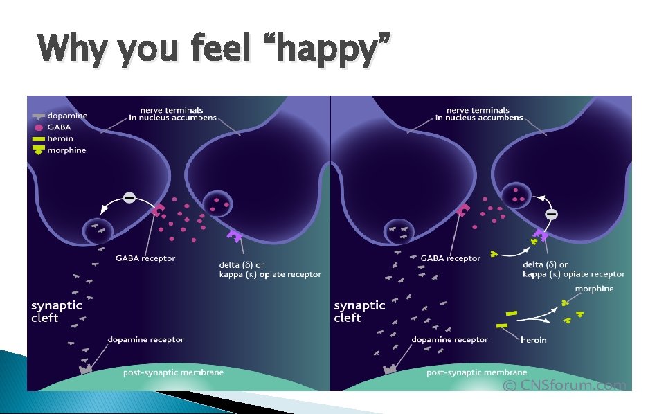 Why you feel “happy” 