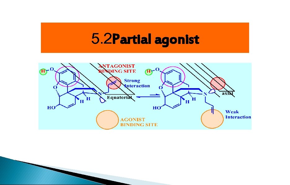 5. 2 Partial agonist 