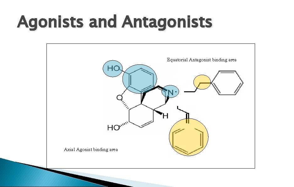 Agonists and Antagonists Equatorial Antagonist binding area Axial Agonist binding area 