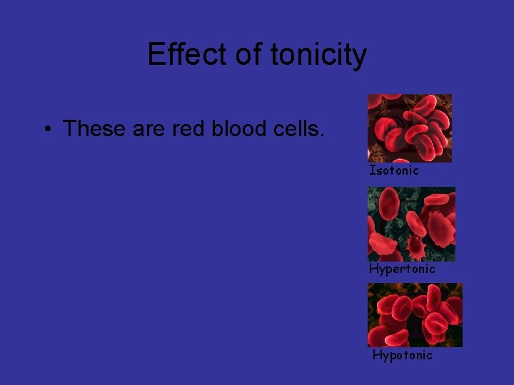 Effect of tonicity • These are red blood cells. Isotonic Hypertonic Hypotonic 