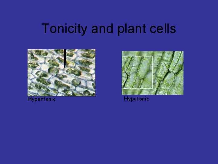 Tonicity and plant cells Hypertonic Hypotonic 