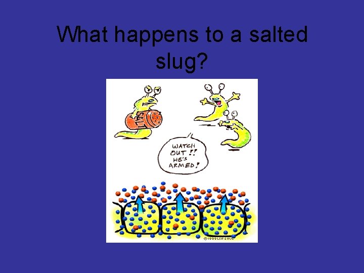 What happens to a salted slug? 