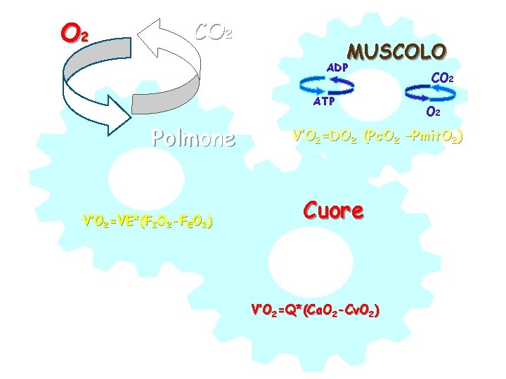 O 2 CO 2 MUSCOLO ADP ATP Polmone V’O 2=VE*(FIO 2 -FEO 2) CO