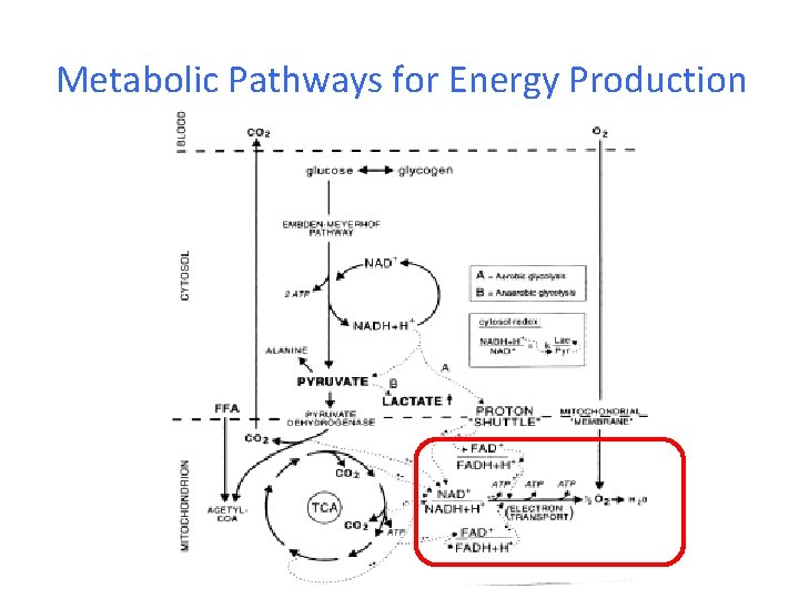 Metabolic Pathways for Energy Production 