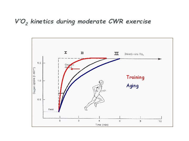 V’O 2 kinetics during moderate CWR exercise Training Aging 