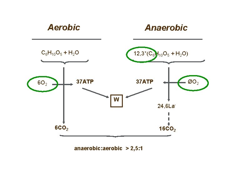 Aerobic Anaerobic C 6 H 10 O 5 + H 2 O 12, 3*(C