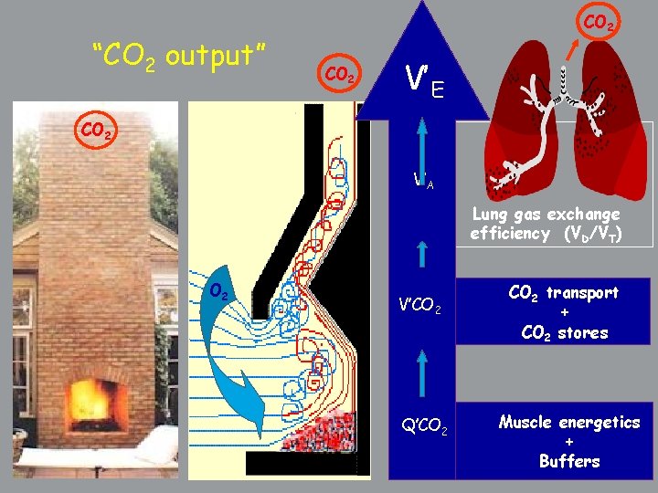 “CO 2 output” CO 2 V’E CO 2 V’A Lung gas exchange efficiency (VD/VT)