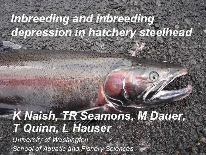 Inbreeding and inbreeding depression in hatchery steelhead K Naish, TR Seamons, M Dauer, T