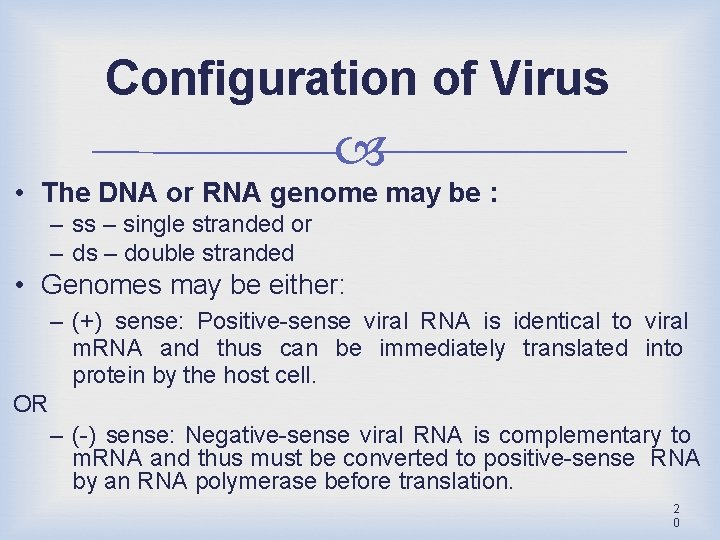Configuration of Virus • The DNA or RNA genome may be : – ss