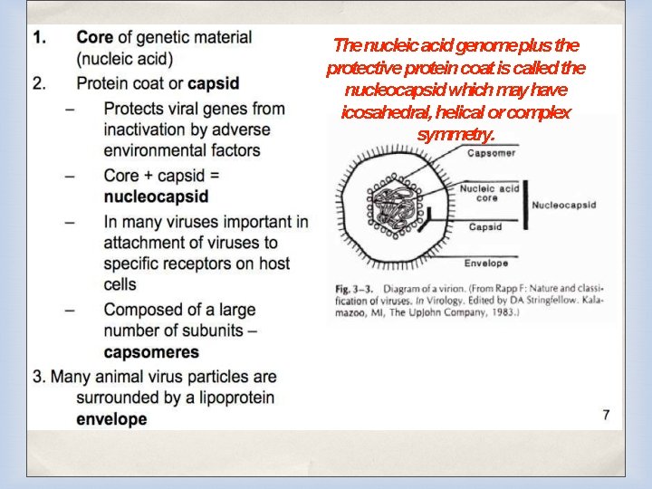 The nucleic acid genome plus the protective protein coat is called the nucleocapsid which