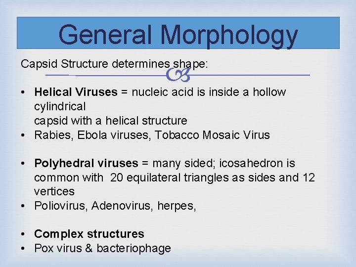 General Morphology Capsid Structure determines shape: • Helical Viruses = nucleic acid is inside