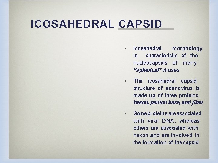 ICOSAHEDRAL CAPSID • Icosahedral morphology is characteristic of the nucleocapsids of many “spherical” viruses