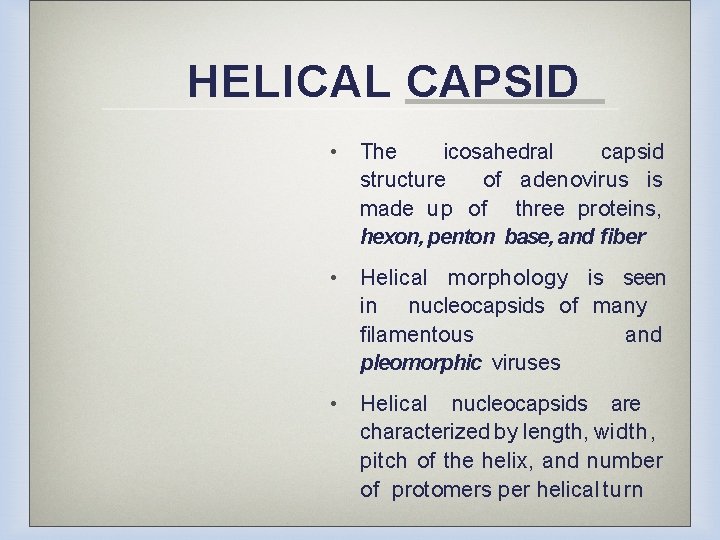 HELICAL CAPSID • The icosahedral capsid structure of adenovirus is made up of three