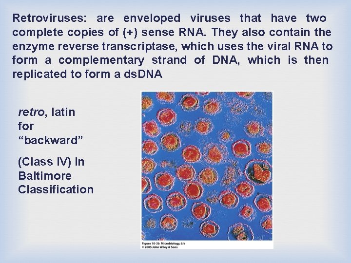 Retroviruses: are enveloped viruses that have two complete copies of (+) sense RNA. They