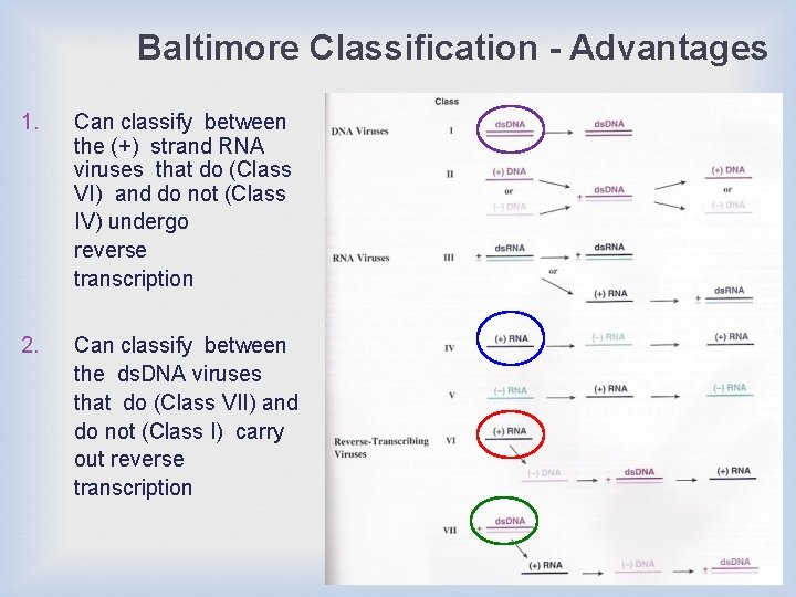 Baltimore Classification - Advantages 1. Can classify between the (+) strand RNA viruses that