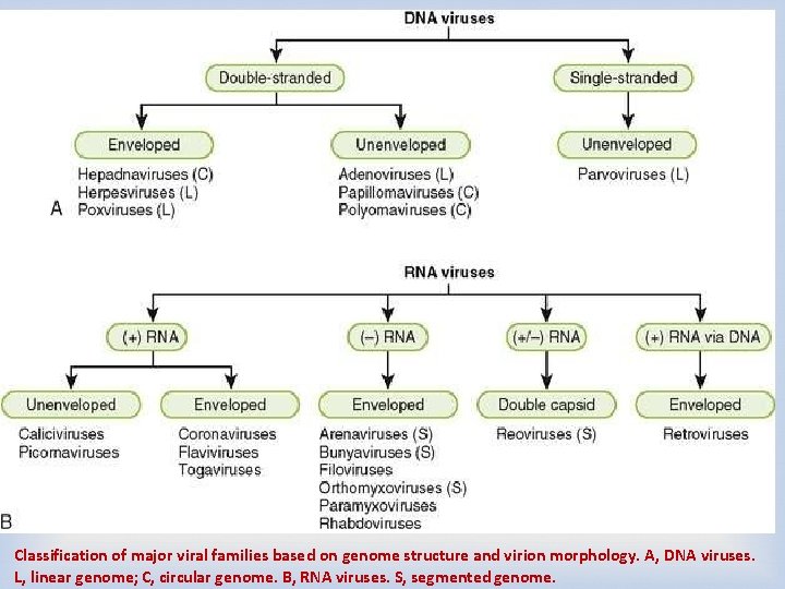 Classification of major viral families based on genome structure and virion morphology. A, DNA