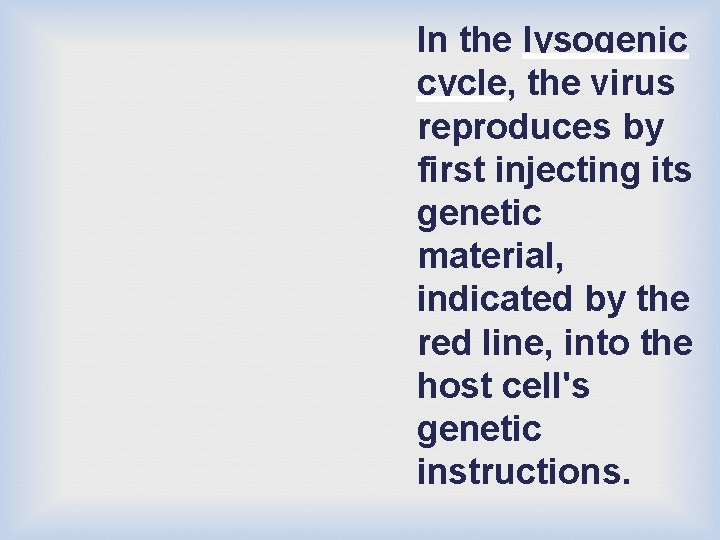 In the lysogenic cycle, the virus reproduces by first injecting its genetic material, indicated