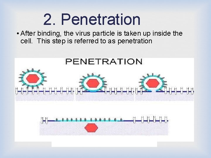 2. Penetration • After binding, the virus particle is taken up inside the cell.