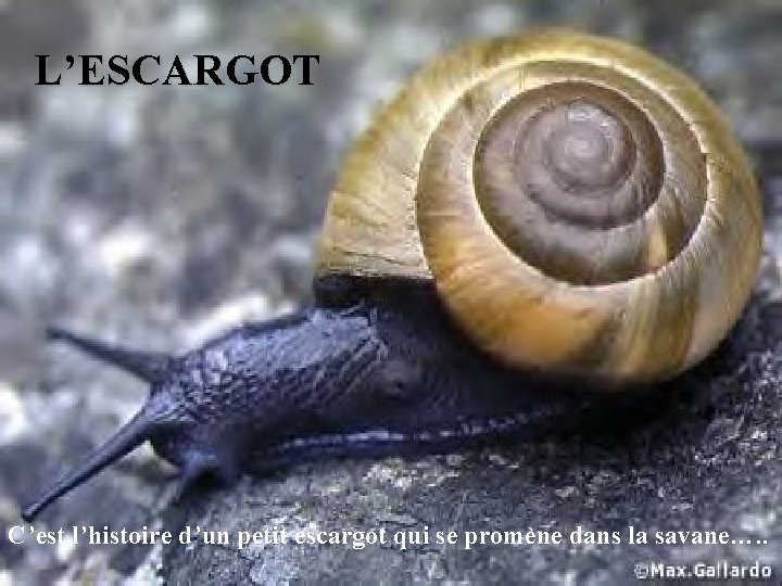 L’ESCARGOT C’est l’histoire d’un petit escargot qui se promène dans la savane…. . 